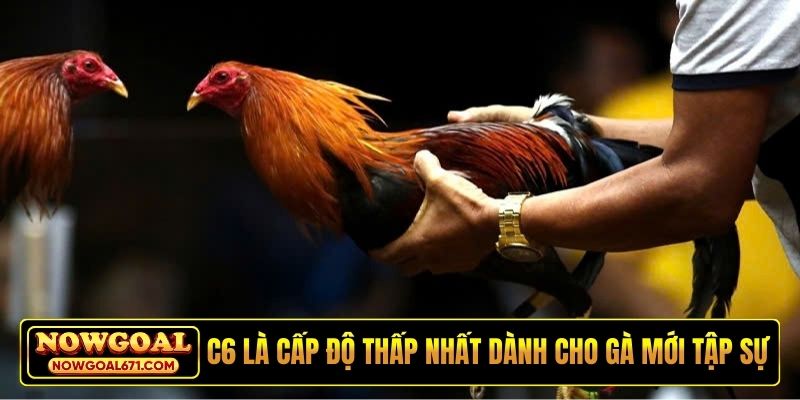 C6 là cấp độ thấp nhất dành cho gà mới tập sự